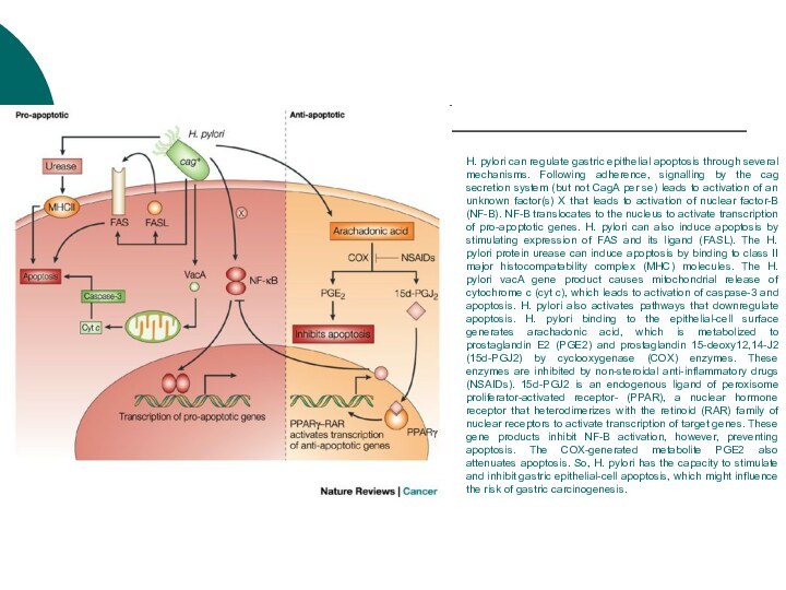 H. pylori can regulate gastric epithelial apoptosis through several mechanisms. Following adherence,