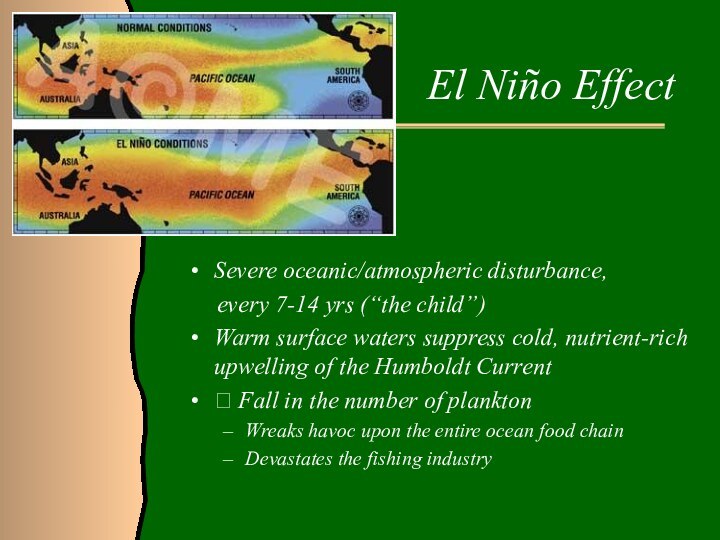 El Niño Effect     Severe oceanic/atmospheric disturbance,