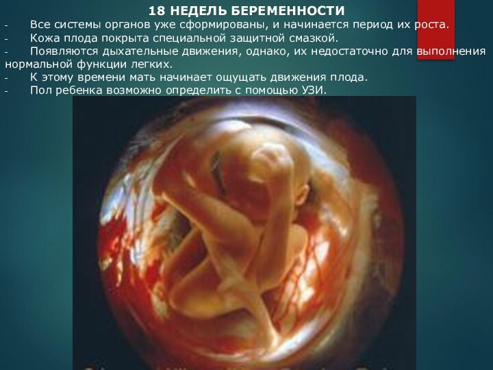18 НЕДЕЛЬ БЕРЕМЕННОСТИ -         Все системы органов уже сформированы, и начинается период