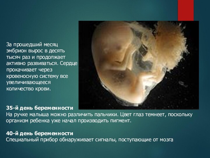 За прошедший месяц эмбрион вырос в десять тысяч раз и продолжает активно