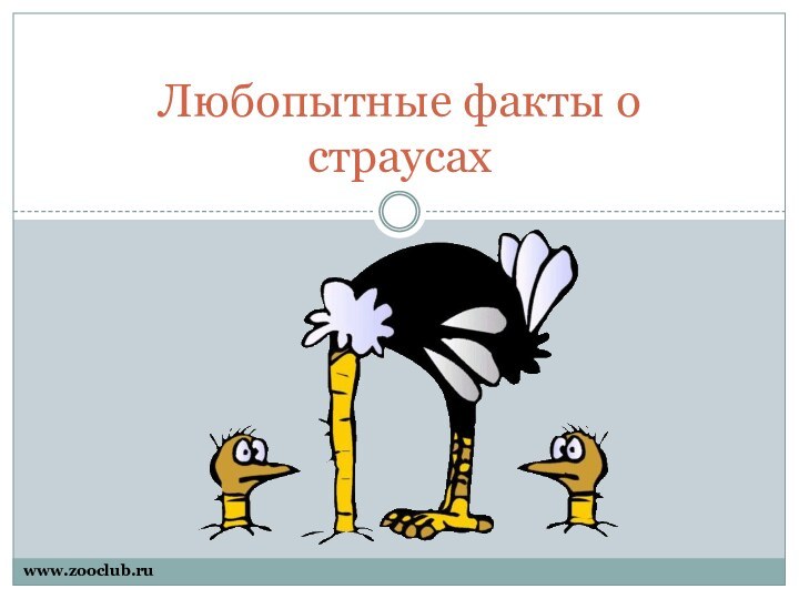 Любопытные факты о страусахwww.zooclub.ru