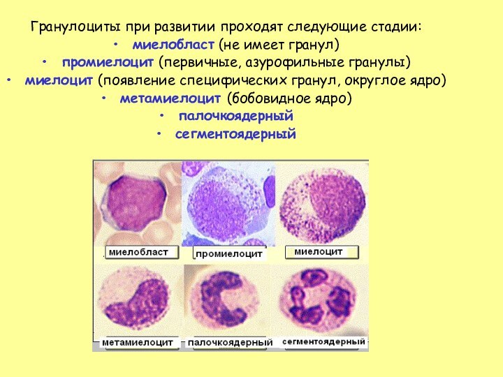 Гранулоциты при развитии проходят следующие стадии:миелобласт (не имеет гранул)промиелоцит (первичные, азурофильные гранулы)миелоцит