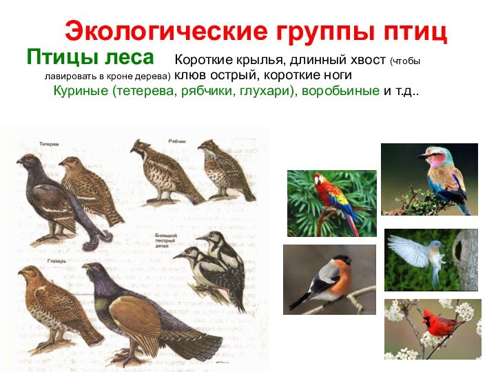 Экологические группы птицПтицы леса   Короткие крылья, длинный