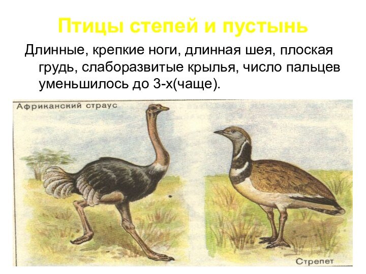 Птицы степей и пустыньДлинные, крепкие ноги, длинная шея, плоская грудь, слаборазвитые крылья,