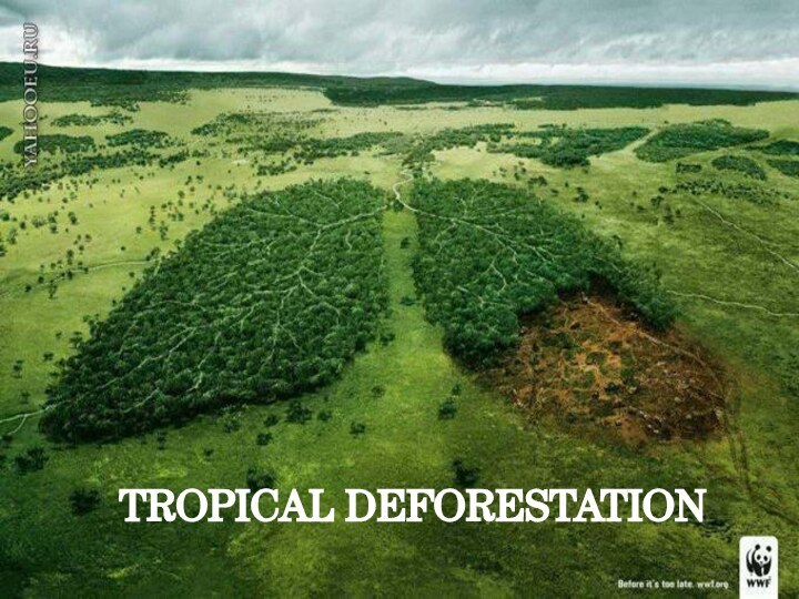 TROPICAL DEFORESTATION