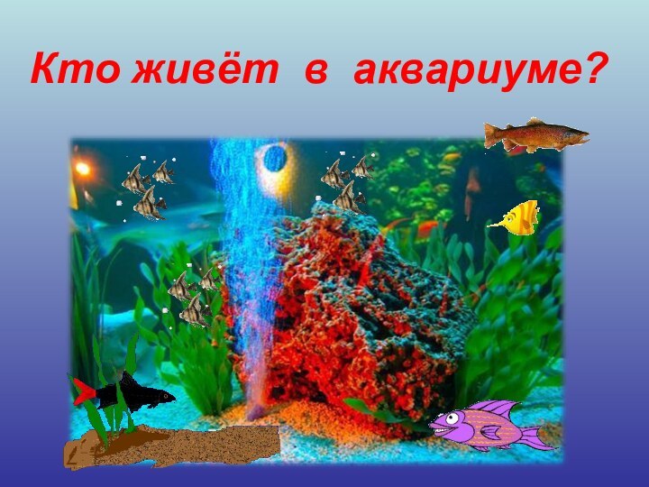 Кто живёт в аквариуме?