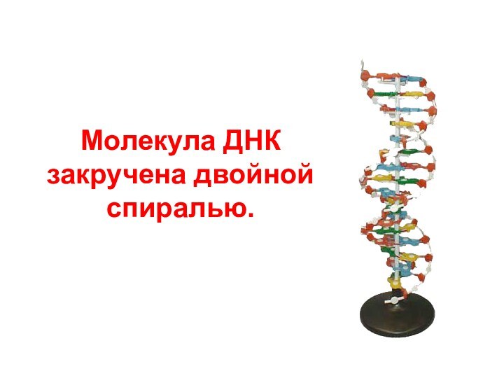 Молекула ДНК закручена двойной спиралью.