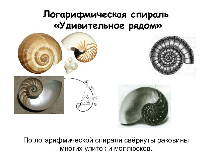 Логарифмическая спираль   «Удивительное рядом»По логарифмической спирали свёрнуты раковины многих улиток и моллюсков.