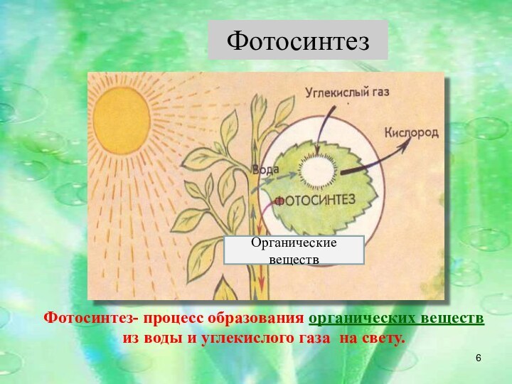 Органические веществФотосинтез- процесс образования органических веществ из воды и углекислого газа на свету.Фотосинтез