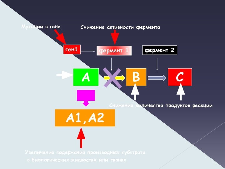 Снижение активности фермента АВСА1,А2фермент 1фермент 2ген1Снижение количества продуктов реакцииМутации в генеУвеличение