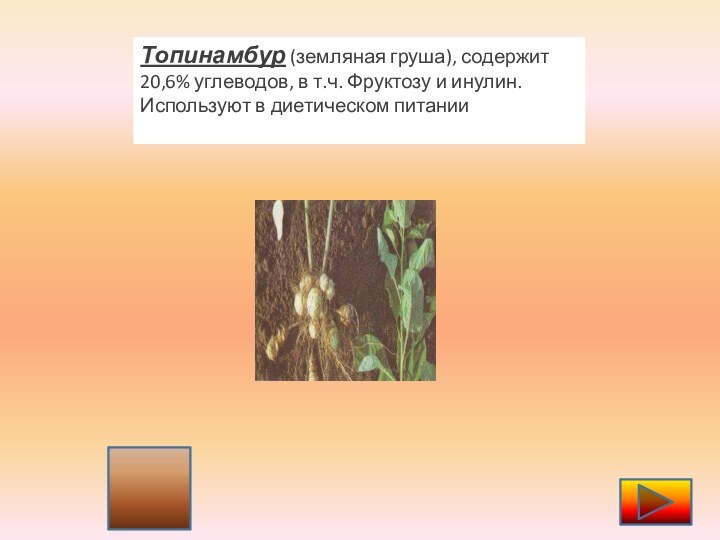 Топинамбур (земляная груша), содержит 20,6% углеводов, в т.ч. Фруктозу и инулин. Используют в диетическом питании
