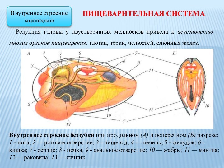 Редукция головы у двустворчатых моллюсков привела к исчезновению многих органов пищеварения: глотки,