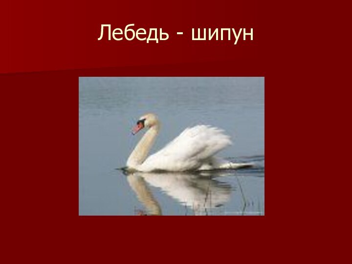Лебедь - шипун