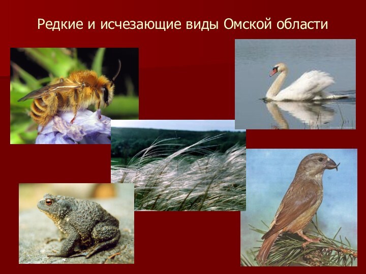 Редкие и исчезающие виды Омской области