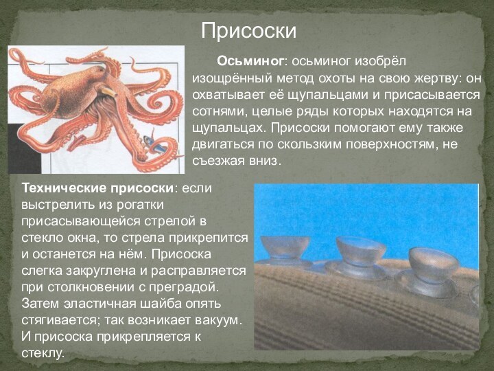 Присоски 	Осьминог: осьминог изобрёл изощрённый метод охоты на свою жертву: он охватывает