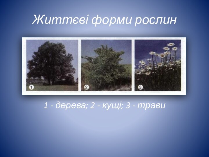 Життєві форми рослин1 - дерева; 2 - кущі; 3 - трави