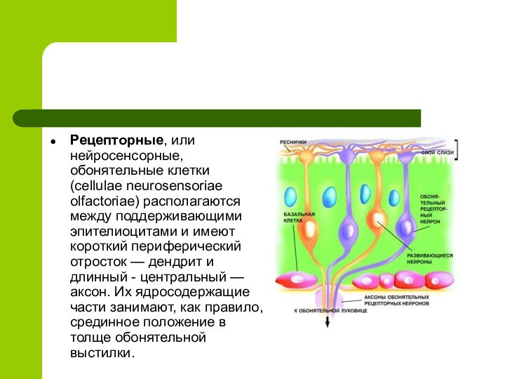 Рецепторные, или нейросенсорные, обонятельные клетки (cellulae neurosensoriae olfactoriae) располагаются между поддерживающими эпителиоцитами
