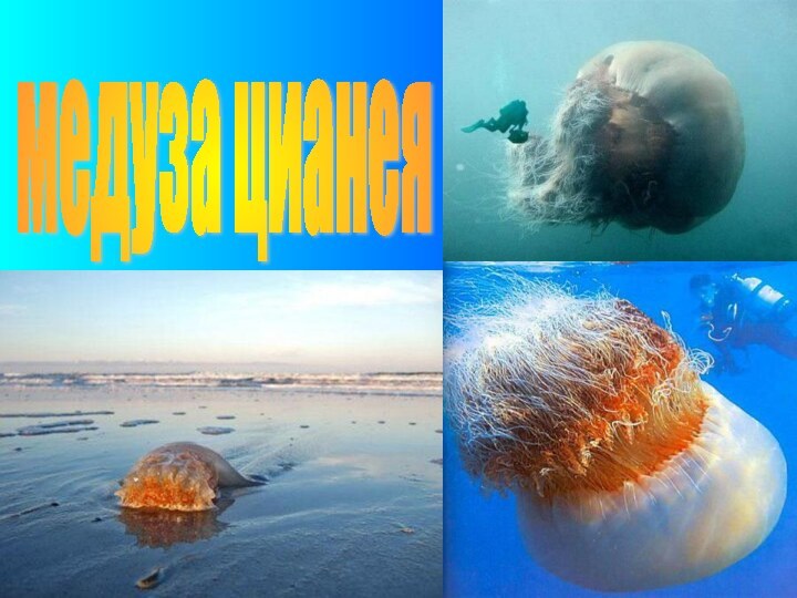 медуза цианея