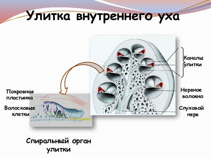 Слуховой нервНервное волокноПокровная пластинкаВолосковые клеткиСпиральный органулиткиУлитка внутреннего ухаКаналы улитки