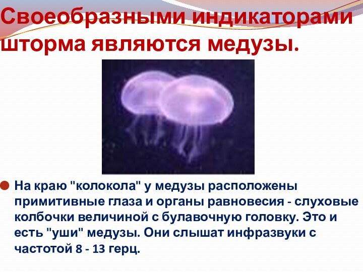 Своеобразными индикаторами шторма являются медузы.На краю 