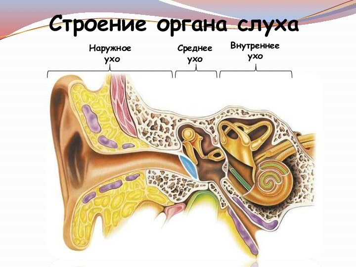 Строение органа слухаВнутреннее ухоСреднее ухоНаружное ухо