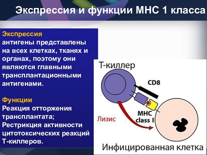 Экспрессия и функции МНС 1 классаЭкспрессия антигены представлены на всех клетках, тканях