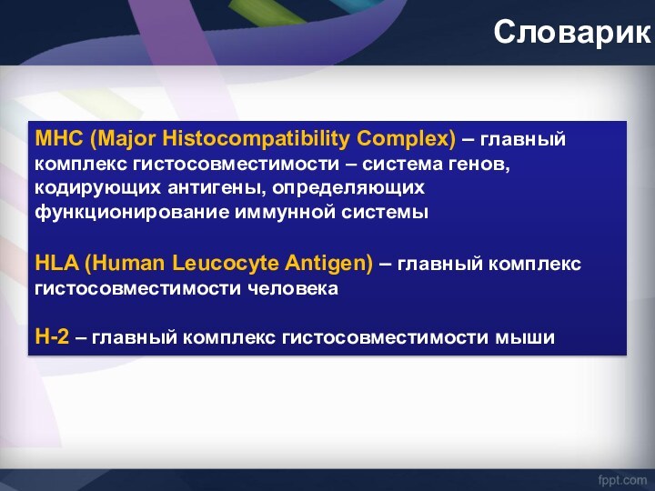СловарикМНС (Major Histocompatibility Complex) – главный комплекс гистосовместимости – система генов, кодирующих