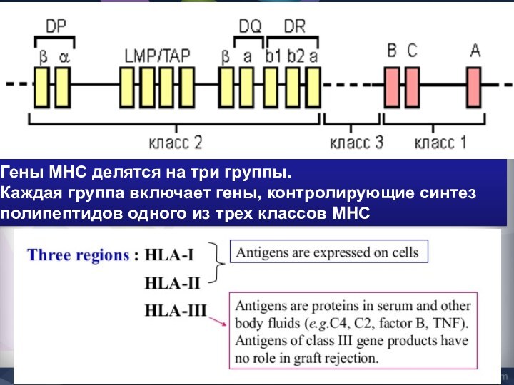 Гены MHC делятся на три группы. Каждая группа включает гены, контролирующие синтез