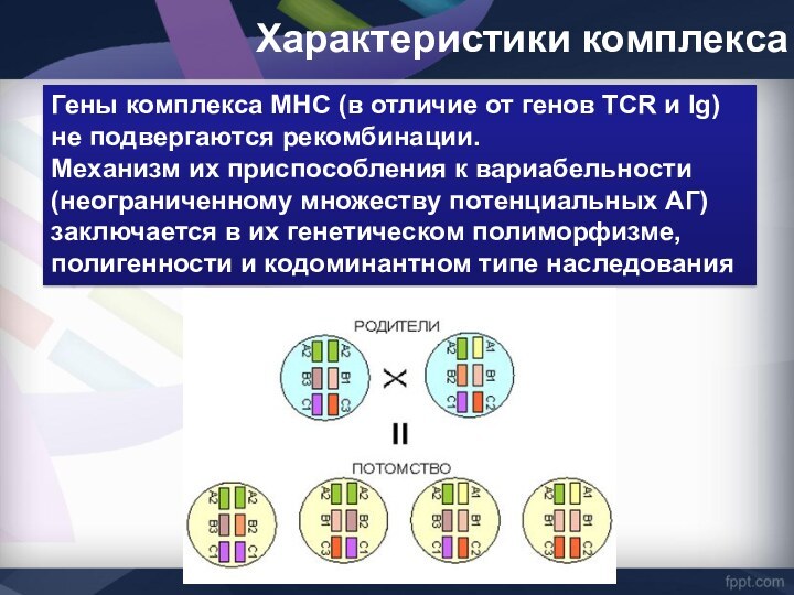 Гены комплекса MHC (в отличие от генов TCR и Ig) не подвергаются