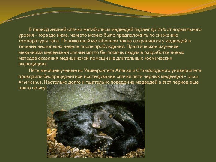 В период зимней спячки метаболизм медведей падает до 25% от нормального уровня