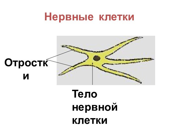 Нервные клеткиОтросткиТело нервной клетки