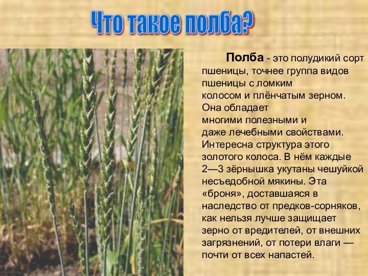 Полба - это полудикий сорт пшеницы, точнее группа видов