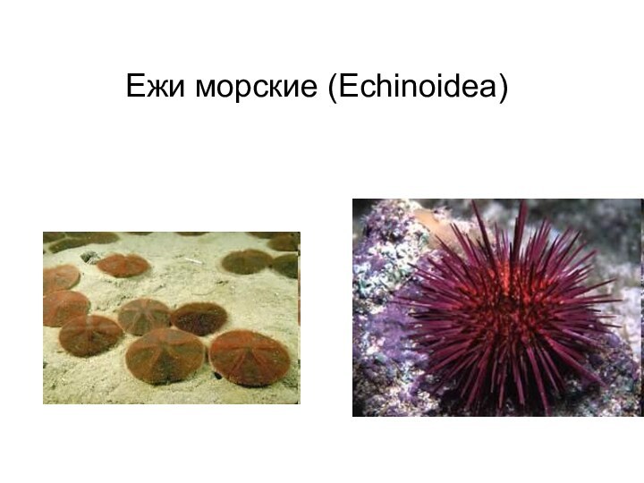 Ежи морские (Echinoidea)