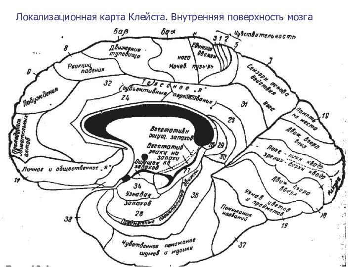 Локализационная карта Клейста. Внутренняя поверхность мозга
