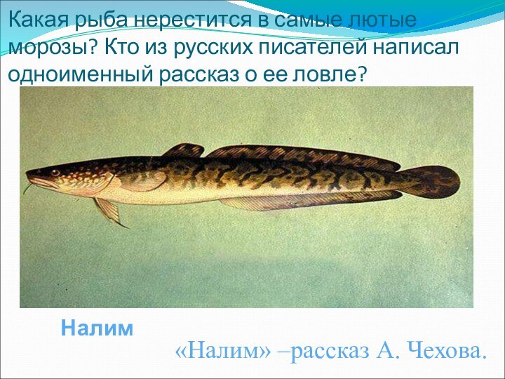 Какая рыба нерестится в самые лютые морозы? Кто из русских писателей написал