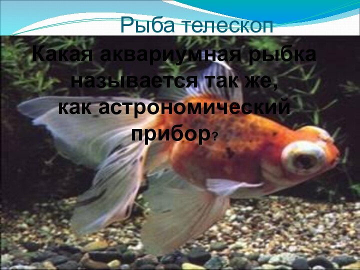Рыба телескопКакая