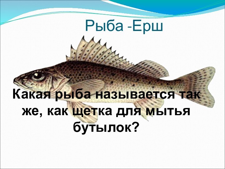 Рыба -ЕршКакая рыба называется так же, как щетка для мытья бутылок?
