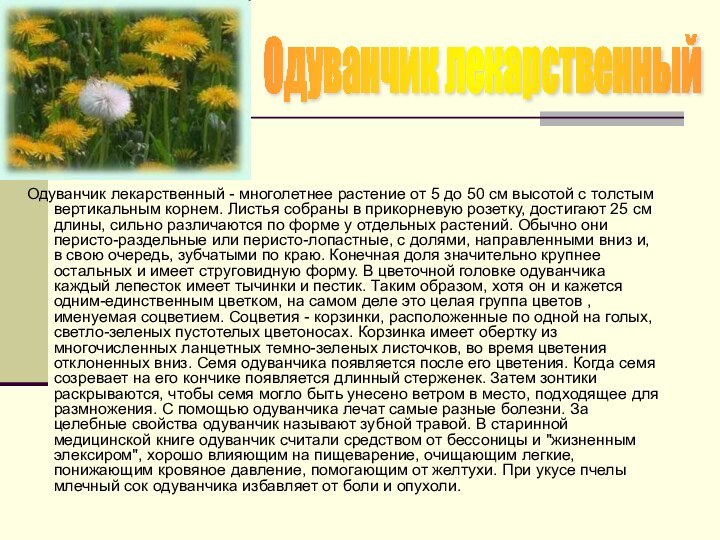 Одуванчик лекарственный Одуванчик лекарственный - многолетнее растение от 5 до 50 см