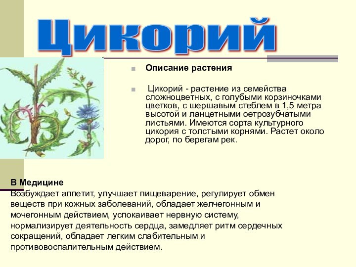 Цикорий Описание растения Цикорий - растение из семейства сложноцветных, с голубыми корзиночками