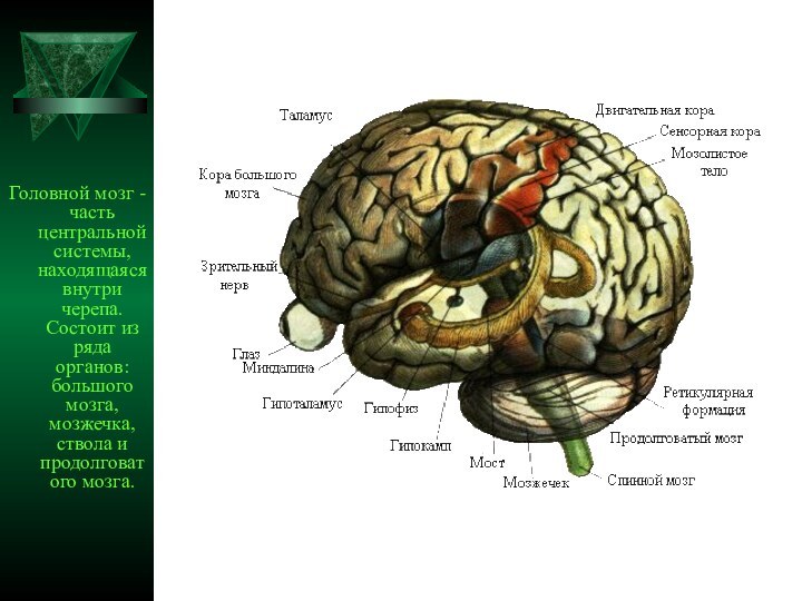 Головной мозг - часть центральной системы, находящаяся внутри черепа. Состоит из ряда