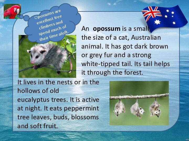 An opossum is a small, the size of a cat, Australian animal.