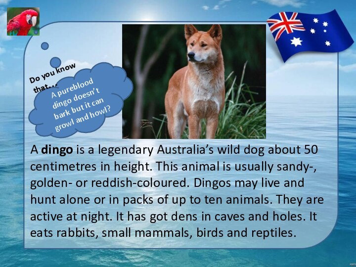 A dingo is a legendary Australia’s wild dog about 50 centimetres in