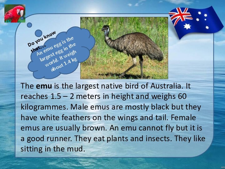 The emu is the largest native bird of Australia. It reaches 1.5