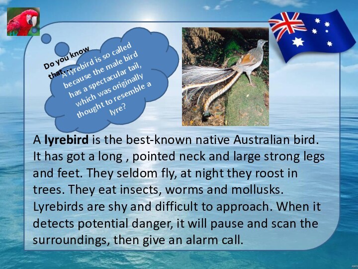 A lyrebird is the best-known native Australian bird. It has got a
