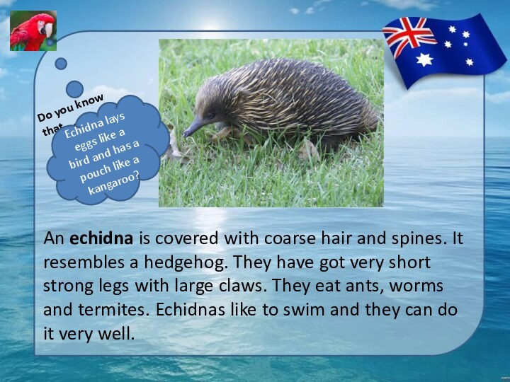 An echidna is covered with coarse hair and spines. It resembles a