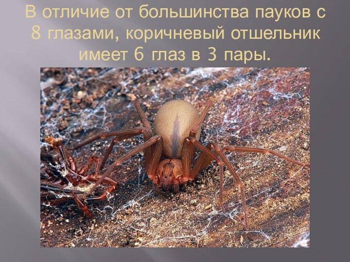 В отличие от большинства пауков с 8 глазами, коричневый отшельник имеет 6 глаз в 3 пары.