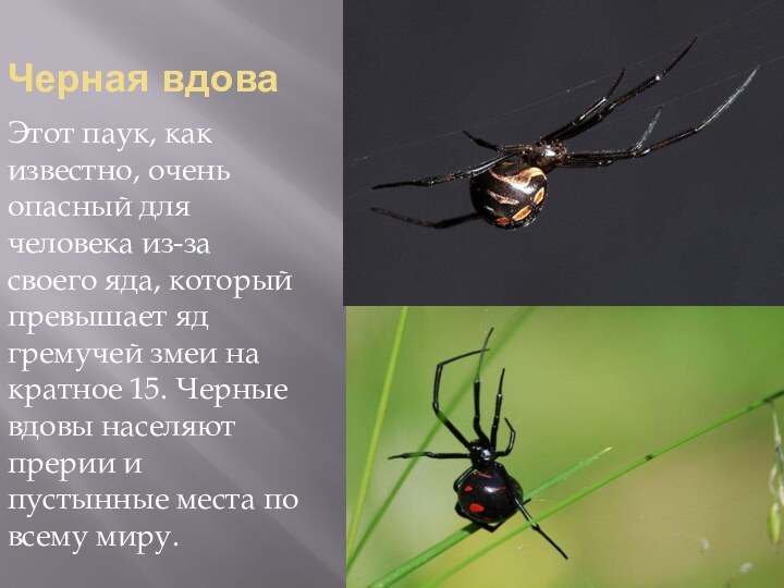 Черная вдоваЭтот паук, как известно, очень опасный для человека из-за своего яда,