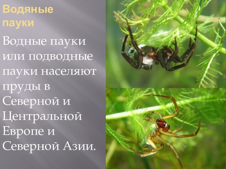 Водяные паукиВодные пауки или подводные пауки населяют пруды в Северной и Центральной Европе и Северной Азии.