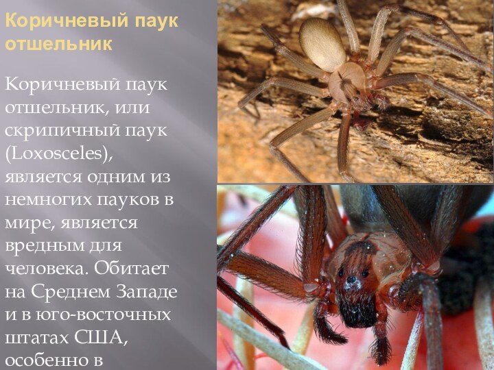 Коричневый паук отшельник Коричневый паук отшельник, или скрипичный паук (Loxosceles), является одним