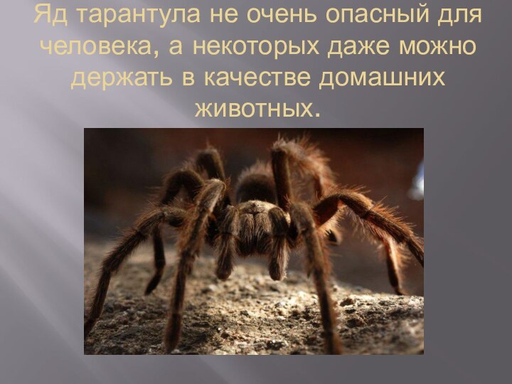Яд тарантула не очень опасный для человека, а некоторых даже можно держать в качестве домашних животных.